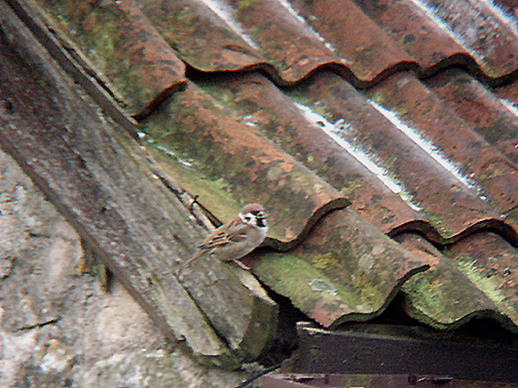 TREE SPARROW , GREEN ORE , SOMERSET , 7 , 1 , 2009