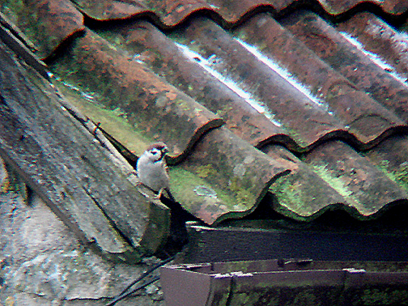 TREE SPARROW . GREEN ORE . SOMERSET . 7 . 1 . 2009
