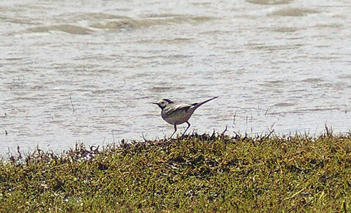 WHITE WAGTAIL . EXMINSTER MARSH . DEVON . 11 . 4 . 2013