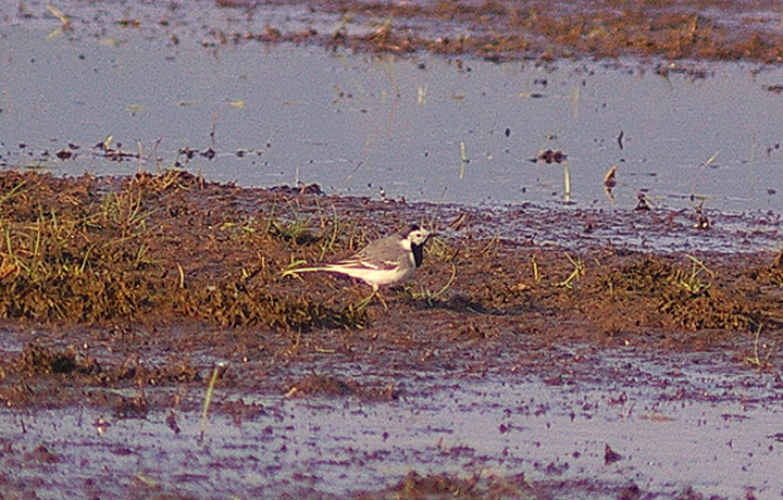 WHITE WAGTAIL . EXMINSTER MARSH . DEVON . 19 . 4 . 2011