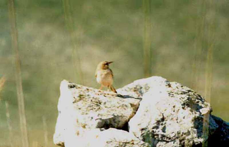 TAWNY PIPIT . THE ARTA MOUNTAINS . MAJORCA . 2 / 6 / 1988