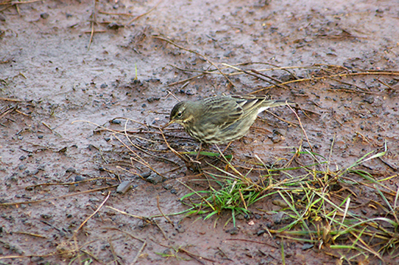 ( Scandinavian ) ROCK PIPIT . EXTON MARSH . DEVON . 1 . 2 . 2010
