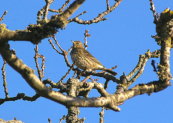 ROCK PIPIT . BUDLEIGH SALTERTON . DEVON . 1 . 1 . 2010
