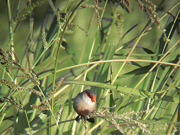 COMMON WAXBILL . BARROCA DE ALVA MARSH . PORTUGAL . 27 . 8 . 2009