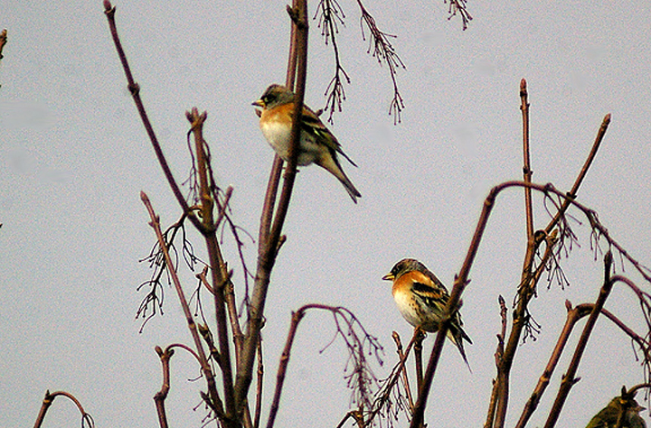 BRAMBLING . DARTS FARM . TOPSHAM . DEVON . 8 . 11 . 2012