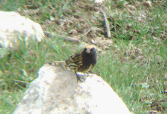  RED FRONTED SERIN . THE GUGU BELI PASS . TURKEY . 22 / 4 / 2008