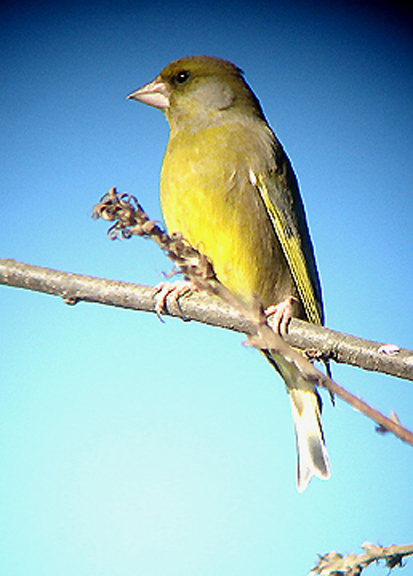  GREENFINCH . THE RECREATION GROUND . TOPSHAM . DEVON . 11 . 2 . 2008