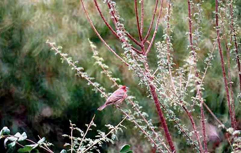  HOUSE FINCH . PALM DESERT . CALIFORNIA . USA . 23 / 2 / 2000