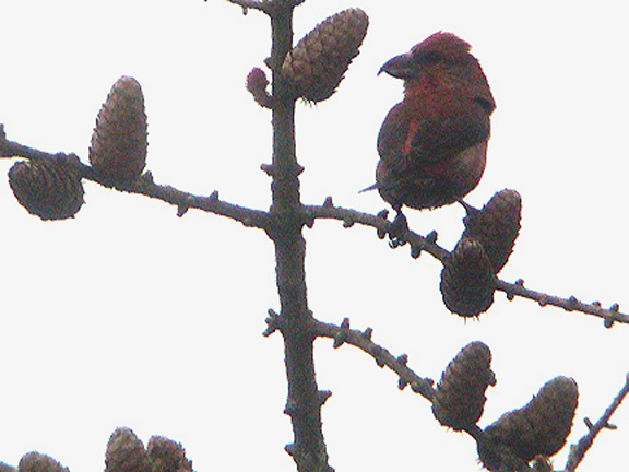 CROSSBILL , POSTBRIDGE , DEVON , 11 , 4 , 2005