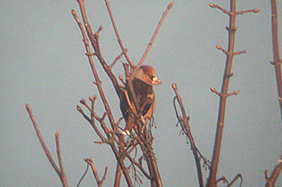  HAWFINCH . NR IDE . DEVON . ENGLAND . 30 . 1 . 2006 