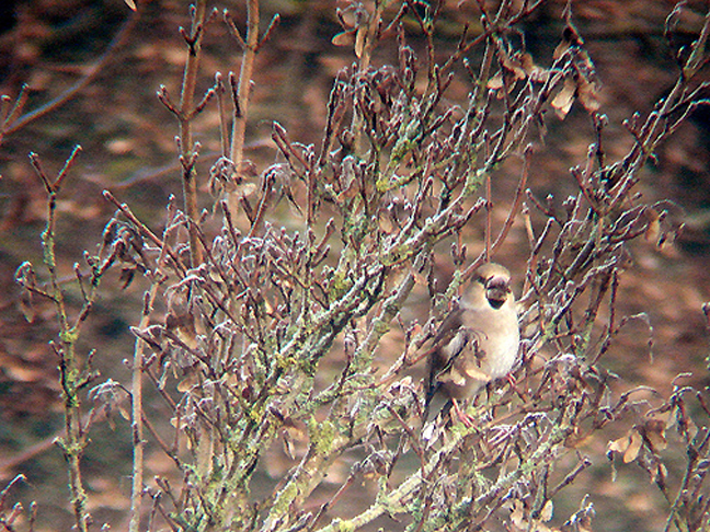 HAWFINCH , IDE , Nr EXETER , DEVON , ENGLAND . 10 , 1 , 2009