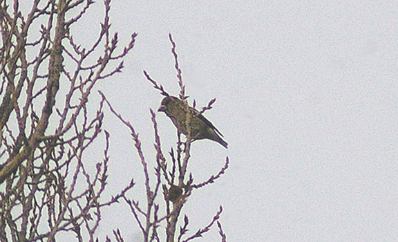 HAWFINCH . NORTON SUB HAMDON . SOMERSET . ENGLAND . 10 . 1 . 2013