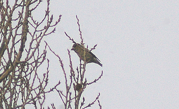 HAWFINCH . NORTON SUB HAMDON . SOMERSET . ENGLAND . 10 . 1 . 2013