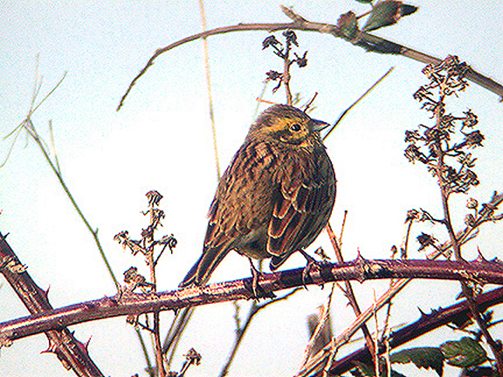  CIRL BUNTING . EXMINSTER . DEVON . 10 ,1 ,2003