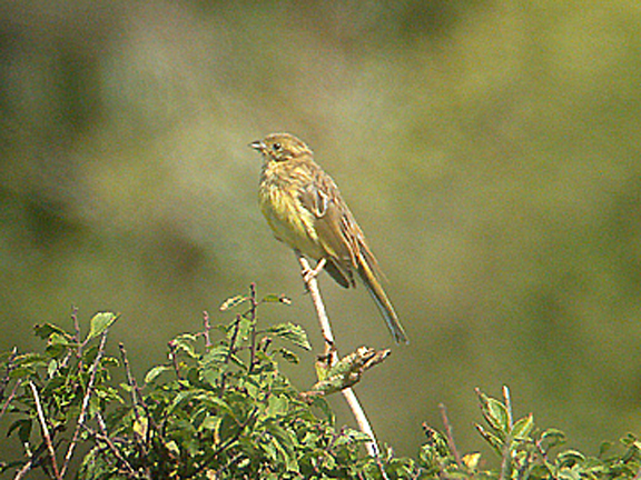  CIRL BUNTING . PRAWLE POINT . DEVON . 19 . 9 . 2005