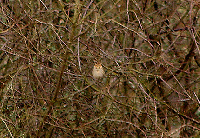 LITTLE BUNTING . POLBATHIC . CORNWALL . 24 . 2 . 2010 