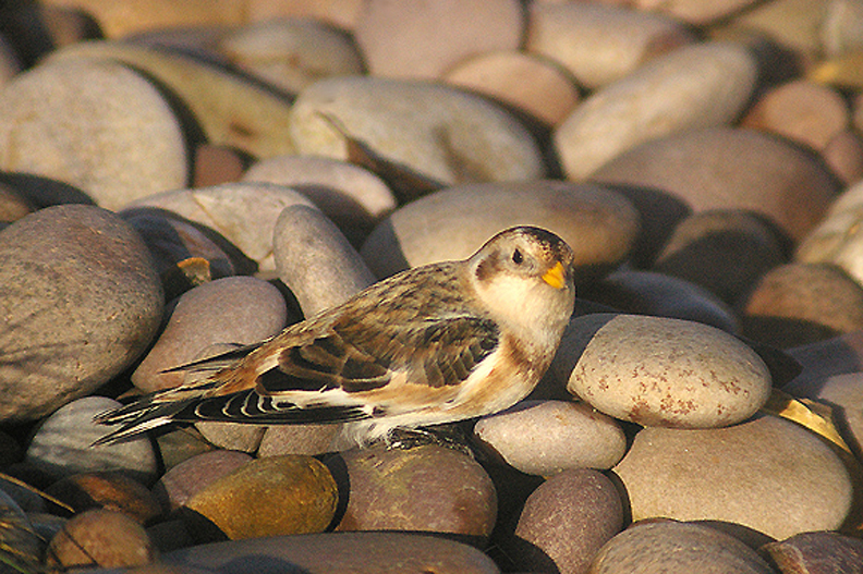 SNOW BUNTING . BUDLEIGH SALTERTON . DEVON . 27 . 1 . 2012
