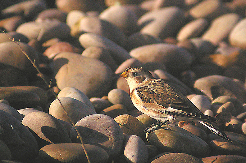 SNOW BUNTING . BUDLEIGH SALTERTON . DEVON . 27 . 1 . 2012