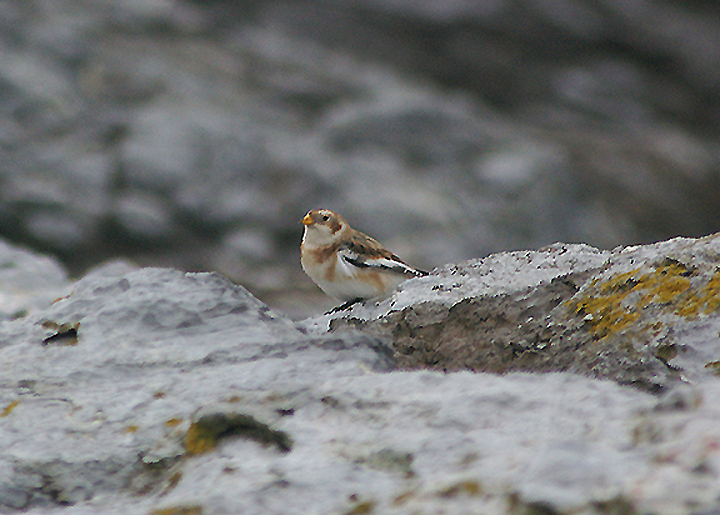 SNOW BUNTING . HOPES NOSE . DEVON . 6 . 2 . 2011