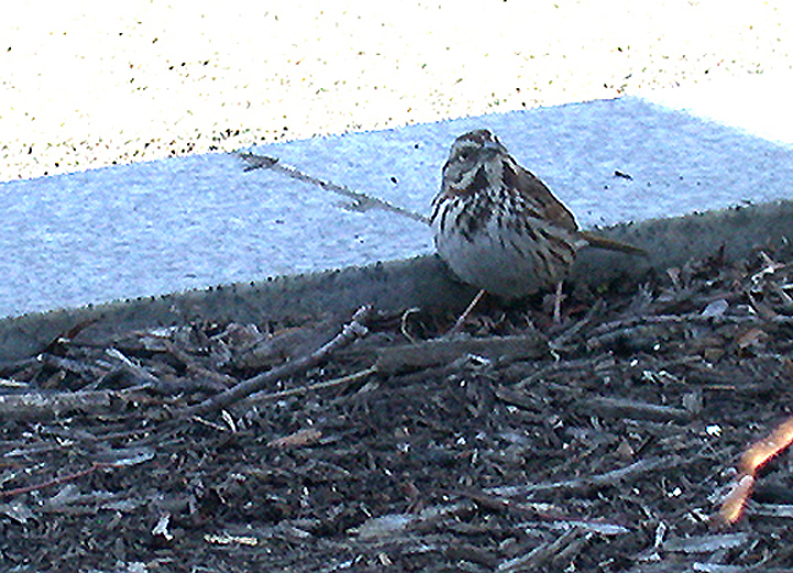 SONG SPARROW , THE CAPITAL GROUNDS , WASHINGTON DC , USA . 23 , 3 , 2004