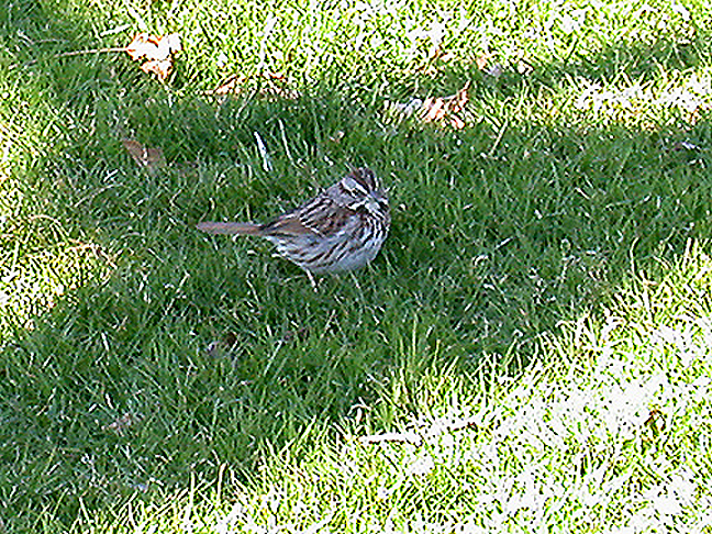 SONG SPARROW , THE CAPITAL GROUNDS , WASHINGTON DC , USA , 23 , 3 , 2004
