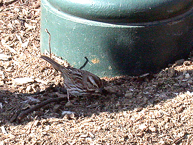 SONG SPARROW . THE CAPITAL GROUNDS . WASHINGTON DC . USA . 23 . 3 . 2004