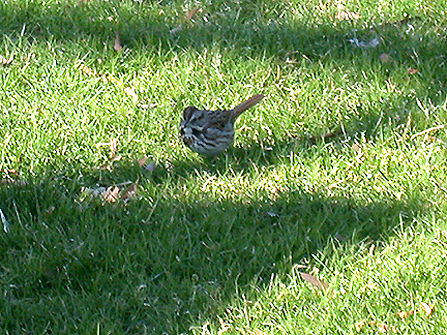 SONG SPARROW . THE CAPITAL GROUNDS . WASHINGTON DC . USA . 23 . 3 . 2004