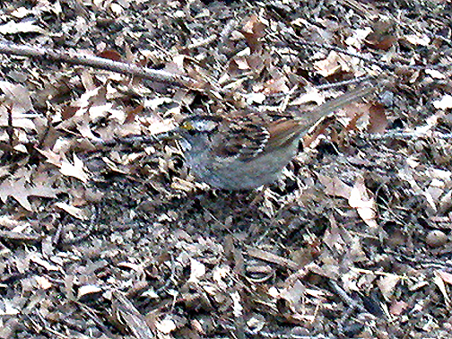 WHITE THROATED SPARROW . CENTRAL PARK . NEW YORK . USA . 25 . 3 . 2004