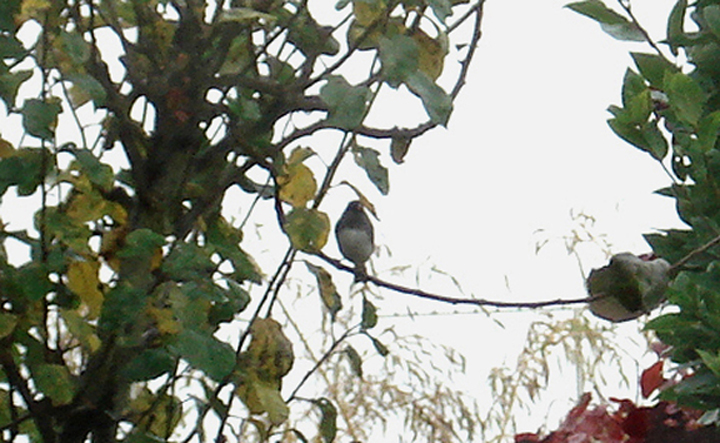 DARK EYED JUNCO . EAST COKER . SOMERSET . 17 . 11 . 2008