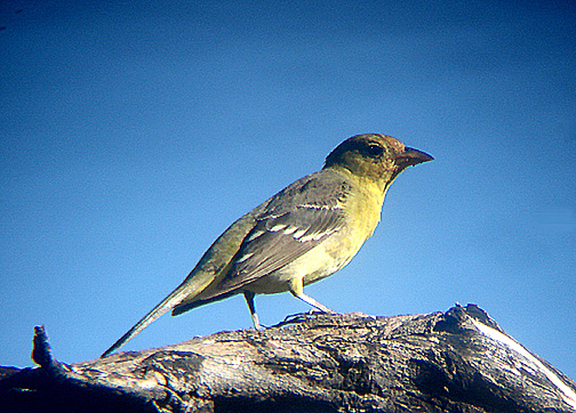 WESTERN TANAGER ( Female ) . THE BIG MORONGO CANYON PRESERVE . CALIFORNIA . USA . 29 . 7 . 2009