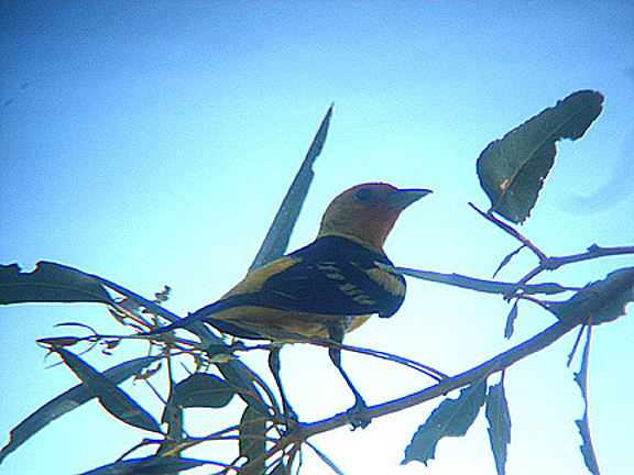 WESTERN TANAGER , THE BIG MORONGO CANYON PRESERVE . CALIFORNIA . USA . 26 , 7 , 2009