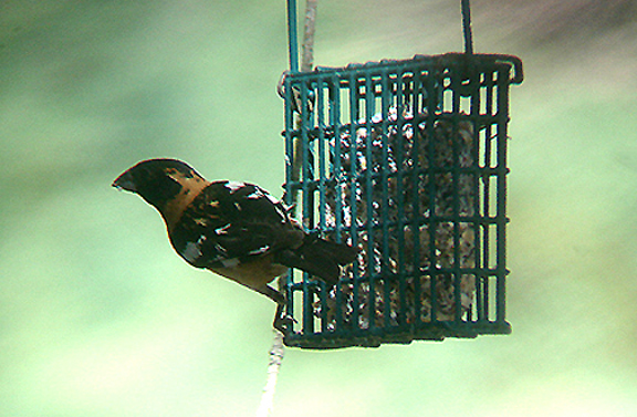 BLACK HEADED GROSBEAK . THE BIG MORONGO CANYON PRESERVE . CALIFORNIA . USA . 29 . 7 . 2009