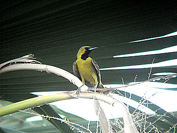 HOODED ORIOLE . LA QUINTA . CALIFORNIA . USA . 21 . 7 . 2009