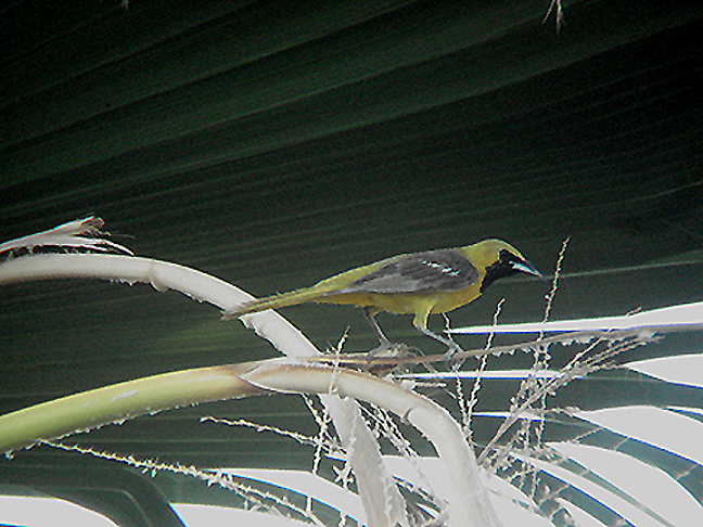 HOODED ORIOLE . LA QUINTA . CALIFORNIA . USA . 28 . 7 . 2009