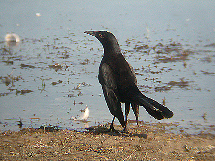  GREAT TAILED GRACKLE . LAKE CAHUILLA . LA QUINTA . CALIFORNIA . USA . 10 . 11 . 2004