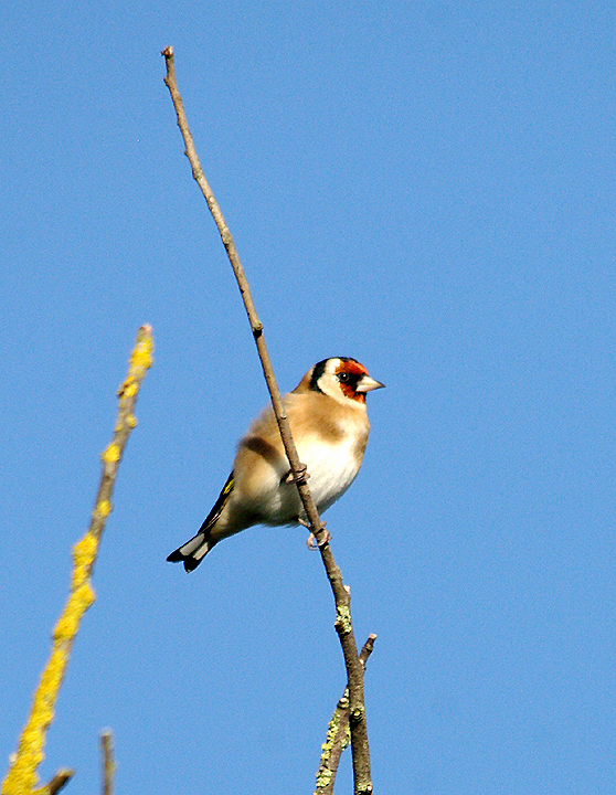 GOLDFINCH . TOPSHAM CEMETERY . DEVON . ENGLAND . 19 . 10 . 2013