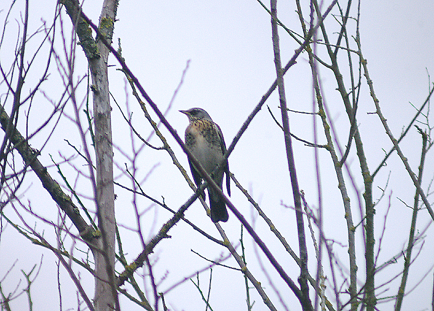 FIELDFARE . TOPSHAM . DEVON . ENGLAND . 3 . 12 . 2013