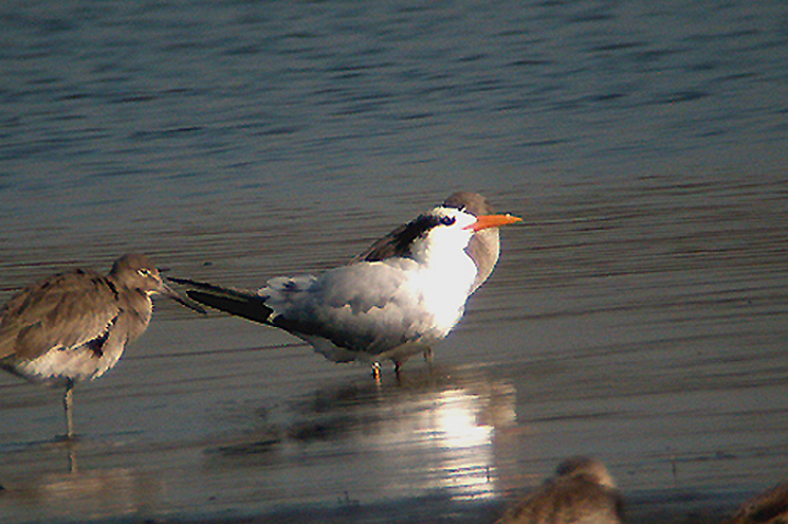 AMERICAN ROYAL TERN , THE TIJUANA SLOUGH , CALIFORNIA , 18 , 11 , 2004