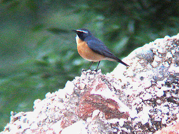 WHITE THROATED ROBIN . DURNALIK . TURKEY . 19 . 5 . 2007