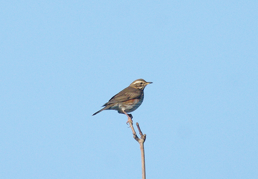 REDWING . TOPSHAM . DEVON . ENGLAND . 11 . 1 . 2014