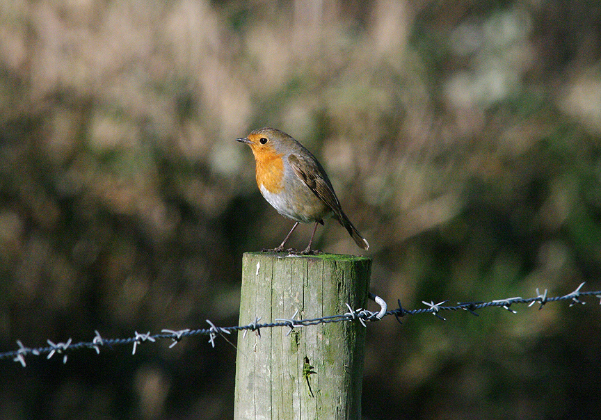 ROBIN . THE EXMINSTER MARSHES . DEVON . 17 . 1 . 2014