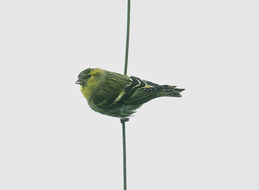 SISKIN . HALDON FOREST . DEVON . 29 . 1 . 2014