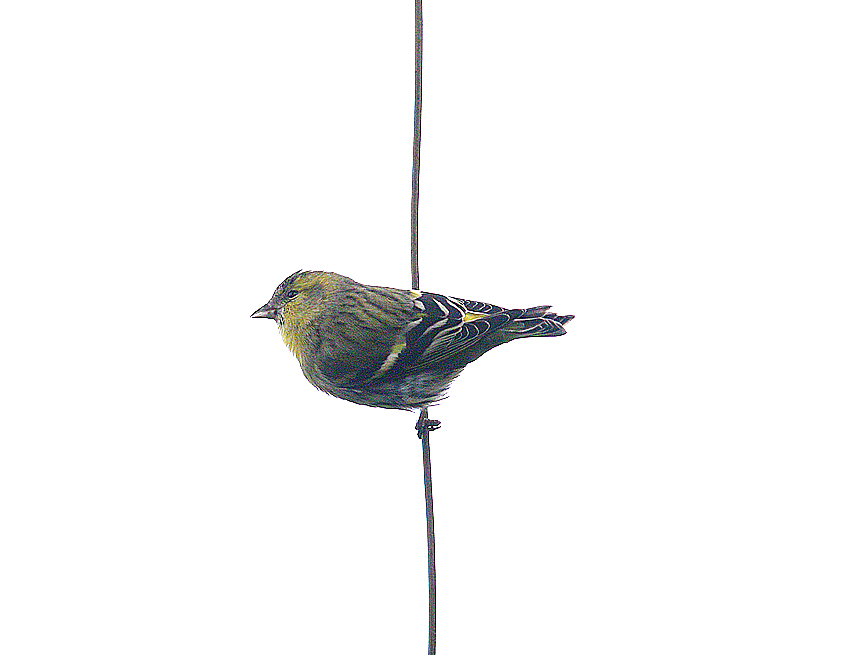 SISKIN . HALDON FOREST . DEVON . 29 . 1 . 2014