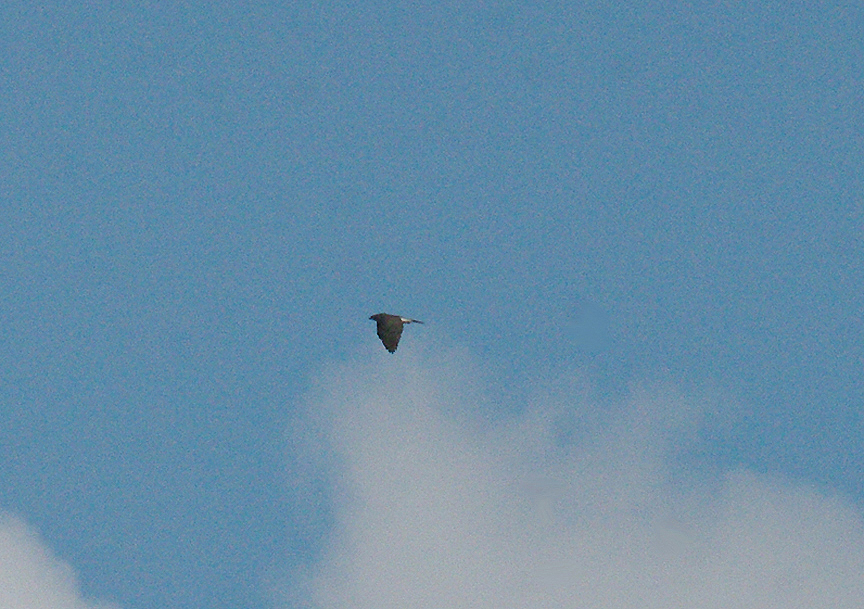 NORTHERN GOSHAWK . NEAR HALDON . DEVON . ENGLAND . 18 . 2 . 2014
