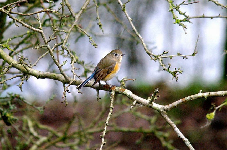 RED-FLANKED BLUETAIL ( 1st Winter Male ) , MARSHFIELD , GLOUCESTERSHIRE , 19 , 2 , 2014
