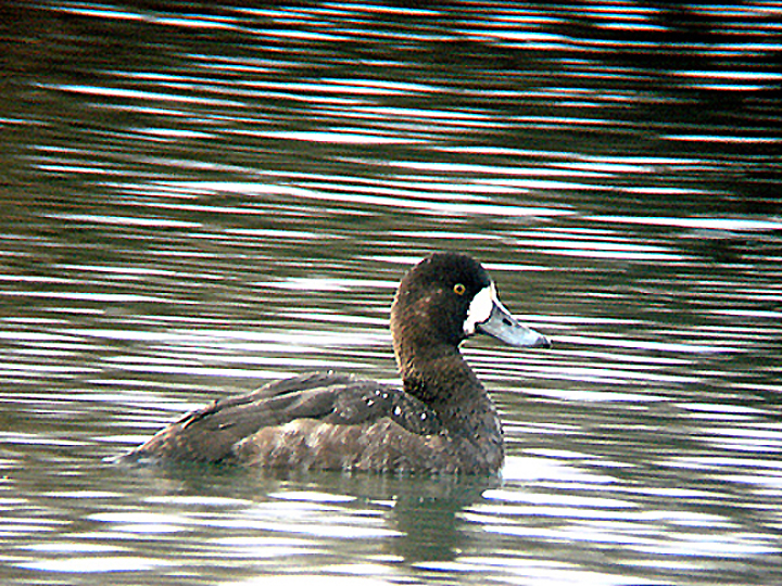 GREATER SCAUP ( Female ) ( Aythya marila ) . THE EXETER CANAL . DEVON . 12 . 1 . 2009