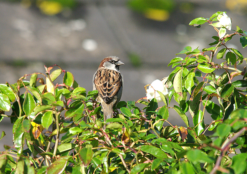 HOUSE SPARROW ( Passer domesticus ) . EXETER . DEVON . 23 . 10 . 2013 