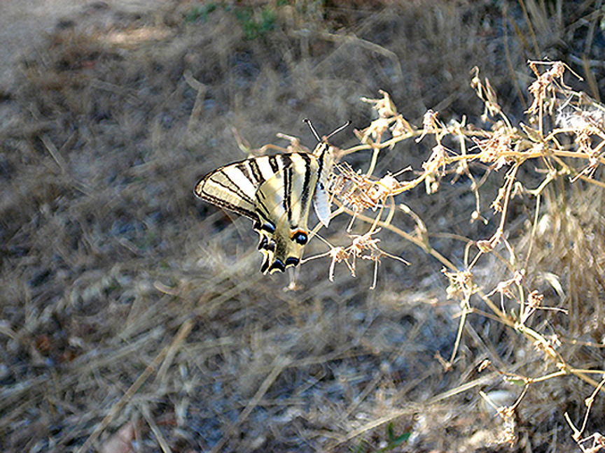 SCARCE SWALLOWTAIL (Iphiclides podalirius ) . VILA VEHLA DE RODAO . PORTUGAL . 28 . 8 . 2009