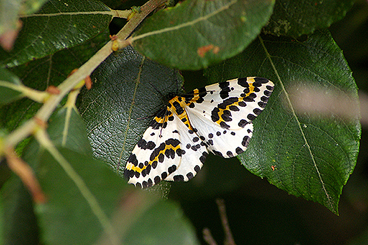 MAGPIE MOTH ( Abraxas grossulariata ) . BRANSCOMBE . DEVON . 8 . 8 . 2010