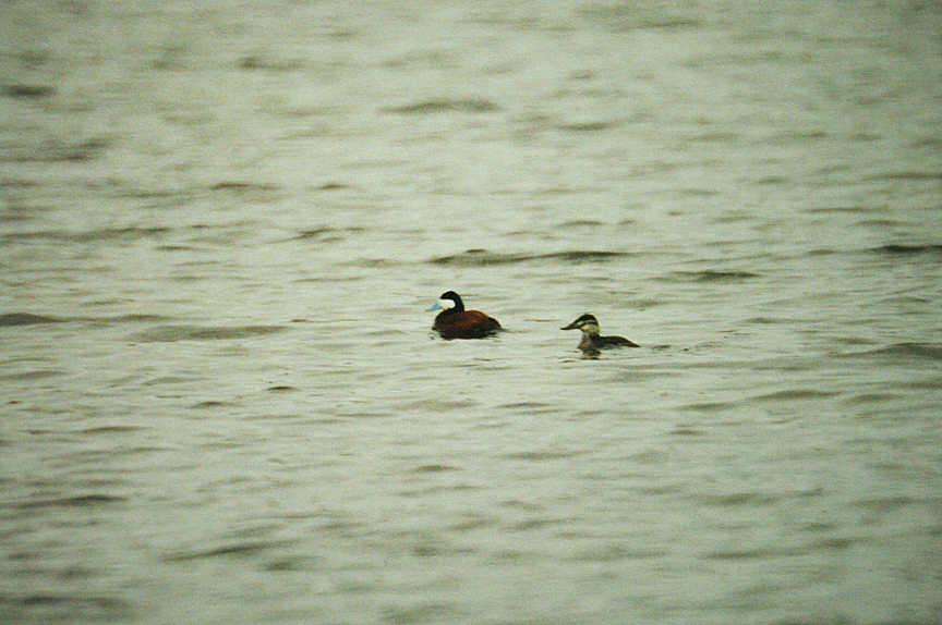 RUDDY DUCK ( Oxyura jamaicensis ) . SLAPTON LEY . DEVON . 3 . 3 . 2002